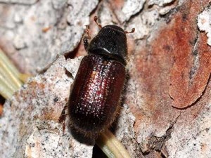 Spruce Beetle close up